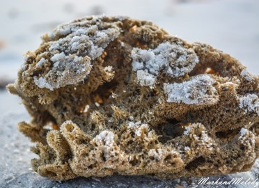 Close up of a sponge